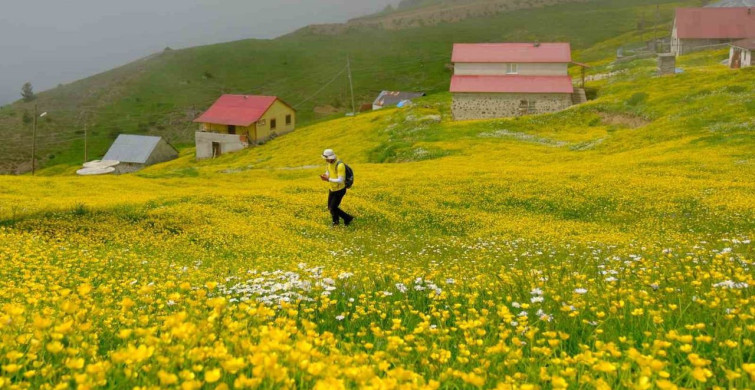 Gümüşhane yaylaları yazın renk cümbüşüne dönüştü
