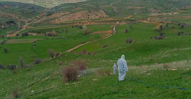 Gümüşhane'de Çekirge İstilası: İlaçlama Çalışmaları Başlatıldı