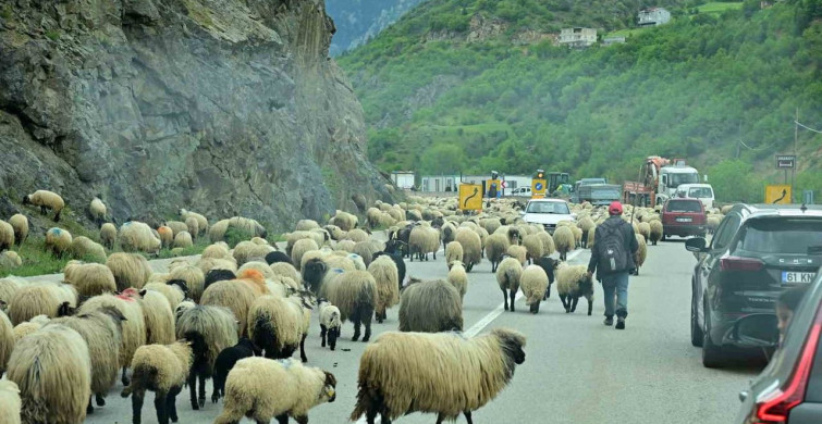 Gümüşhane'de Geleneksel Küçükbaş Hayvan Göçü Başladı