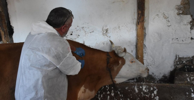 Gümüşhane'de Şap Hastalığına Karşı Aşılama Çalışmaları Devam Ediyor