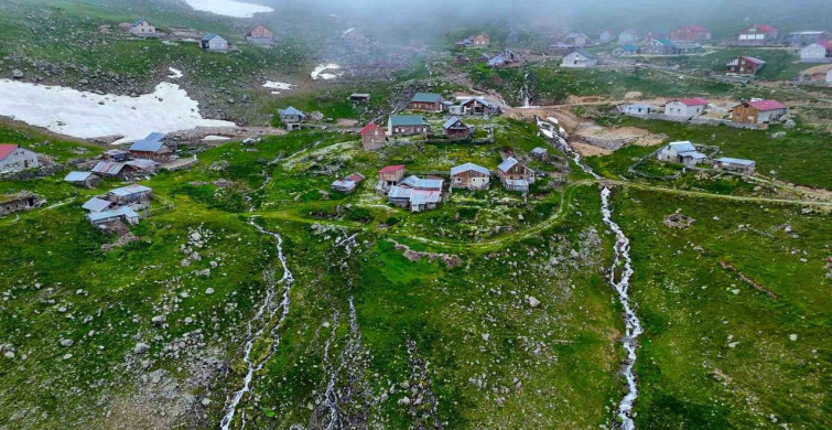 Gümüşhane'de Yılanlı Yaylası papatyalarla kaplandı