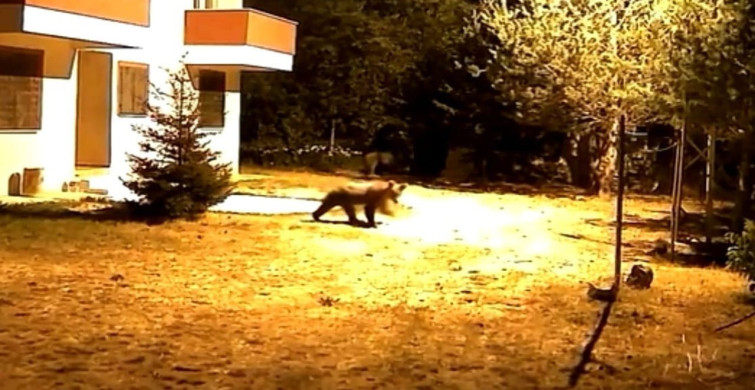 Gümüşhane'deki Ayıların Alarmsız Gece Macerası