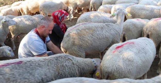 Günde İki Saat Mesai İle Ayda 15 Bin Lira Kazanıyorlar