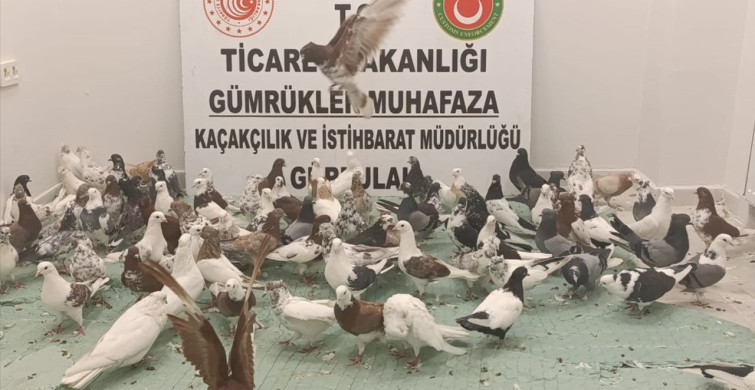 Gürbulak Gümrük Kapısı'nda 85 Cancan Cinsi Güvercin Ele Ge geçirildi