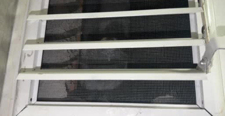 Güvercini kurtarmak için pencereyi söken muhabir, başardığı için sevindi