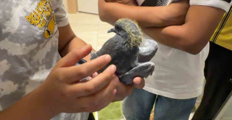 Güvercini kurtarmak için pencereyi sökerek müdahale etti