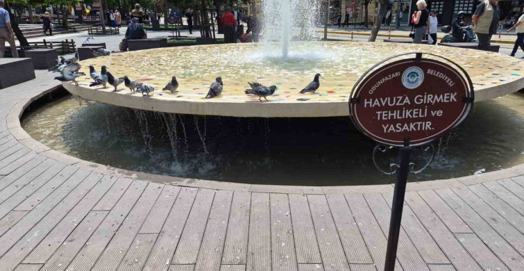 Güvercinler Sıcak Havadan Kaçış Yolu Olarak Süs Havuzunu Seçti
