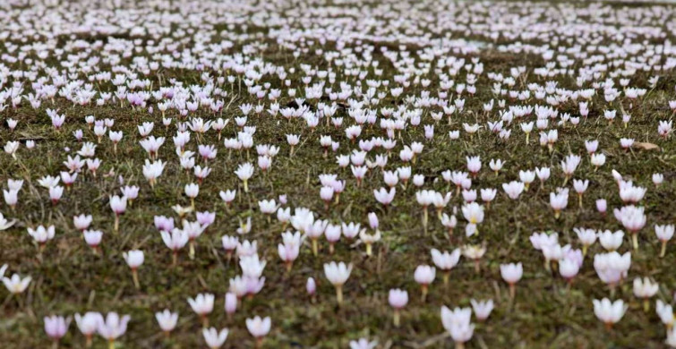 Güzeldere Vadisi'nde Bahar Çiğdemleri