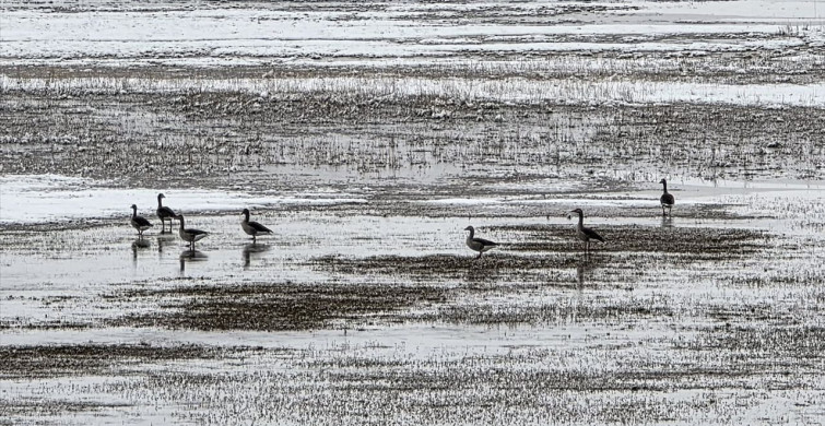 Hafik Gölü'nde Kış Manzarası: Turna ve Yaban Kazlarının Yiyecek Arayışı