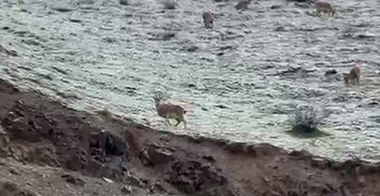 Hakkari Yollarında Dağ Keçileri Görüntülendi