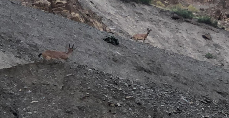 Hakkari’de dağ keçileri görüntülendi