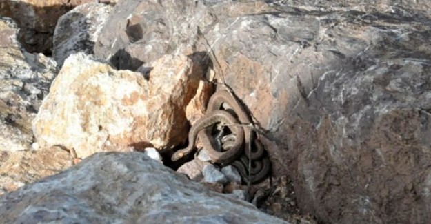 Hakkari'de Görülen Yılanlar Vatandaşlara Panik Yarattı