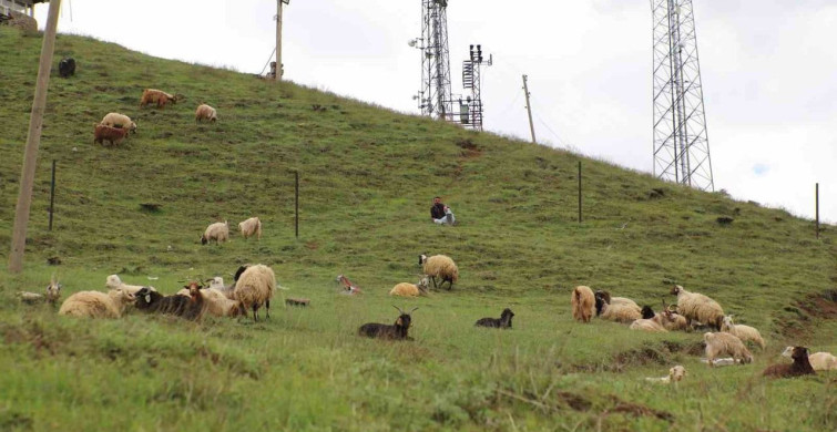 Hakkari'de Kurban Pazarı Hareketlendi