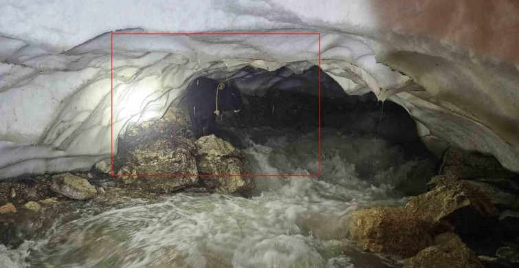 Hakkari'de Tosun Kurtarma Operasyonu