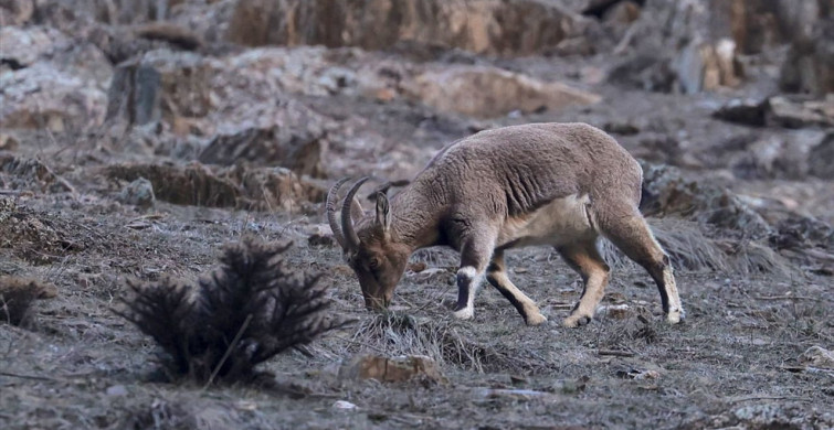 Hakkari'de Yaban Keçileri Görüntülendi