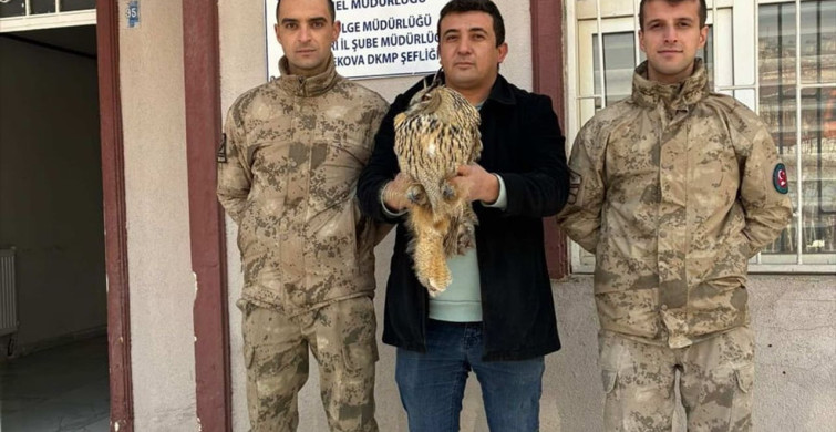 Hakkari'de Yaralı Puhu Tedavi Ediliyor