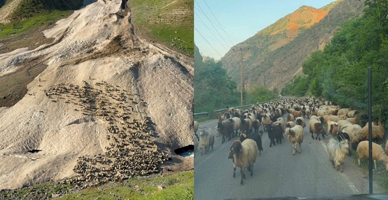 Hakkari'de Yayla Sezonu Gecikmeli Başladı