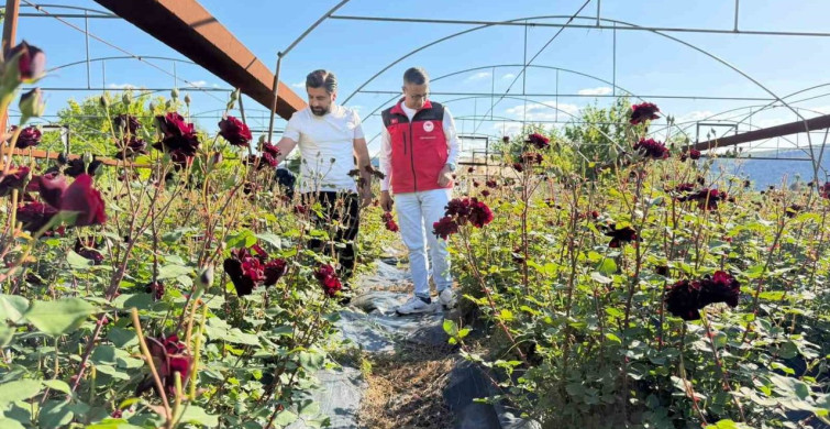 Halfeti'de Karagül Hasadı Başladı