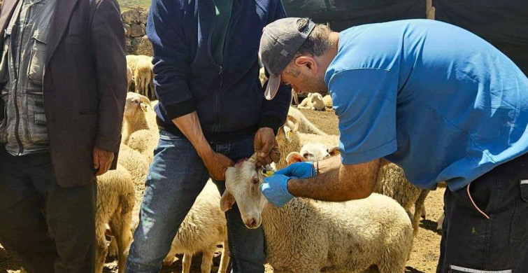 Halk Elinde Küçükbaş Hayvan Islahı Projesi Sürüyor