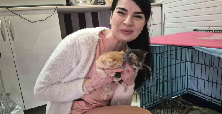 Hamile Kedi Veteriner Kliniğine Sığındı
