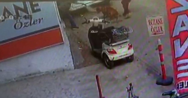 Hamile Kediyi Köpeğin Önüne Atıp Parçalatan 3 Çocuk Gözaltına Alındı