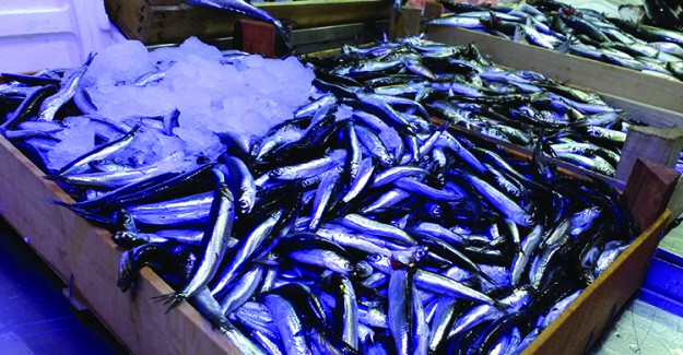 Hamsi Fiyatları Yüzde 300 Zamlandı