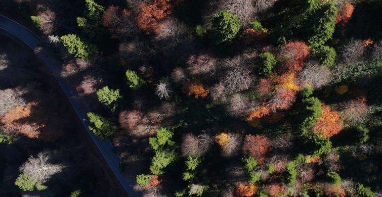 Hamsiköy: Sonbaharın Güzellikleri ve Oyuk Ağaçları
