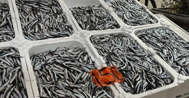 Hamsinin Son Günleri: Fiyatlar 150 Lira