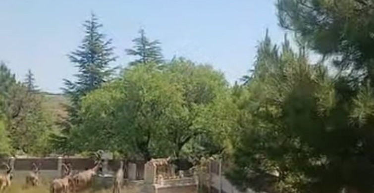Harput'ta Koruma Altındaki Dağ Keçileri Görüntülendi
