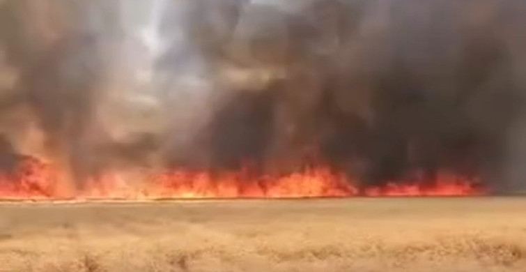 Harran'da 300 dönümlük buğday tarlasında yangın