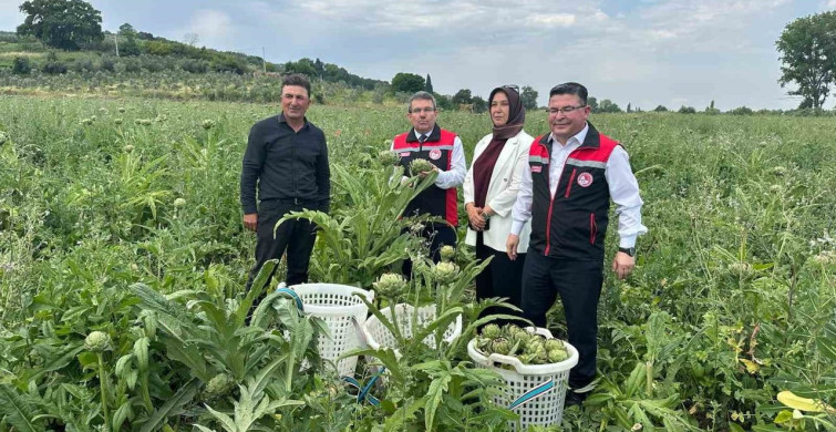 Hasanağa Enginarı Hasat Programı Bursa'da Gerçekleştirildi