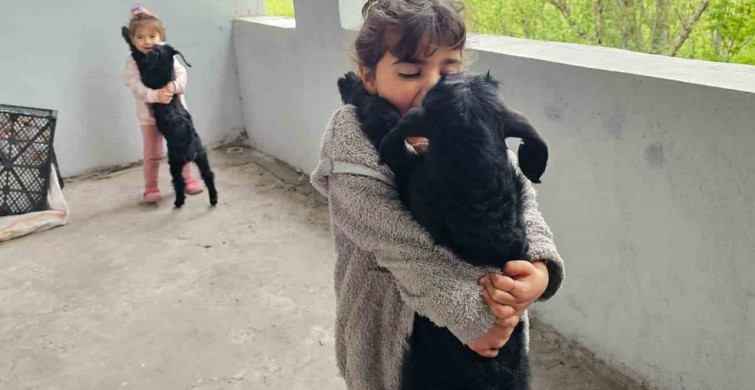 Hasköy'de Gök Gürültüsünden Kaçan Yavru Keçiler Balkona Sığındı