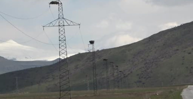 Hasköy'de Leyleklerin Bahar Geldi Haberciliği