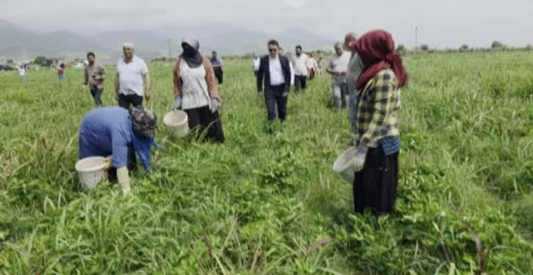 Hassa Çileği Hasadı Başladı: Lezzetli Aromasıyla Dikkat Çekiyor