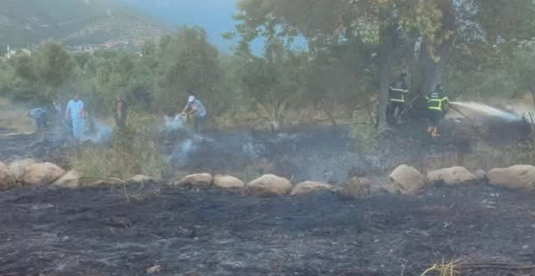 Hassa'da zeytinlik alanda yangın kontrol altına alındı
