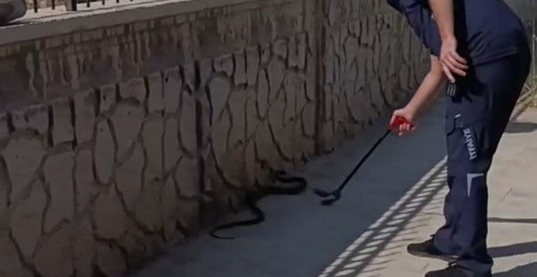 Hastane önünde görülen yılan paniğe neden oldu