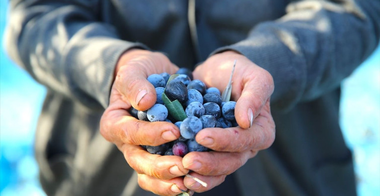 Hatay'da 201 Bin Ton Zeytin Rekoltesi Bekleniyor