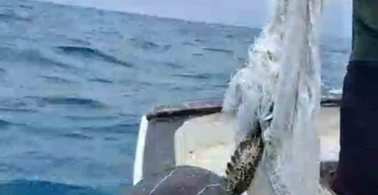 Hatay'da caretta caretta balıkçı tarafından kurtarıldı