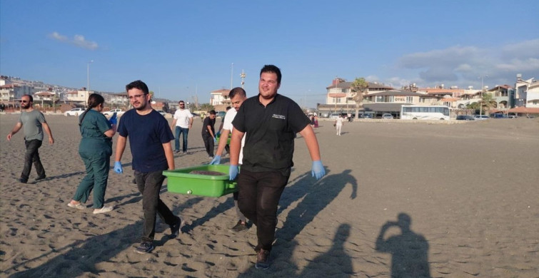 Hatay'da Caretta Carettalar Denize Salındı