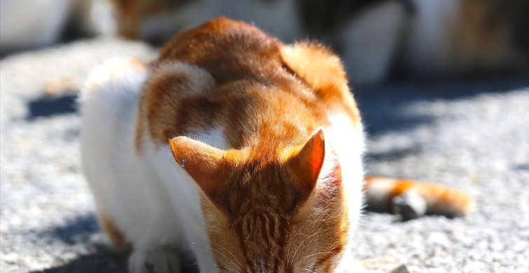 Hatay'da Depremzede Kadın Sahipsiz Kedilere Kucak Açıyor