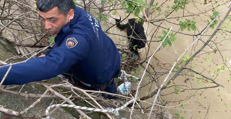 Hatay'da Dereye Düşen Köpek İtfaiye Ekipleri Tarafından Kurtarıldı