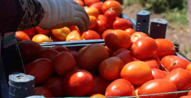 Hatay'da domates hasadı 15 TL'den başlıyor
