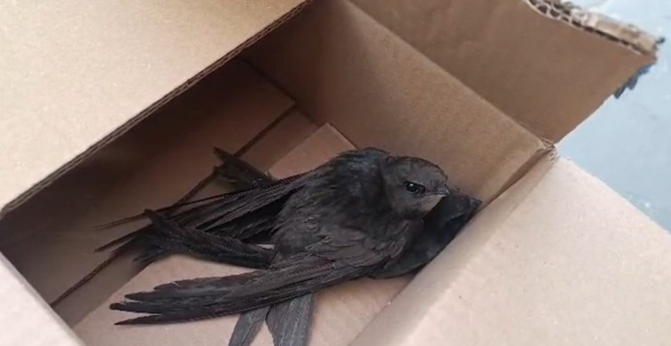 Hatay'da Göç Eden Ebabil Kuşlarına Polis Şefkati