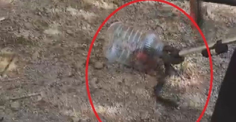 Hatay'da itfaiye ekiplerinin yılan yakalama mücadelesi