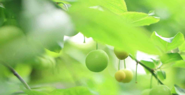 Hatay'da Turfanda Can Eriği İhracatı