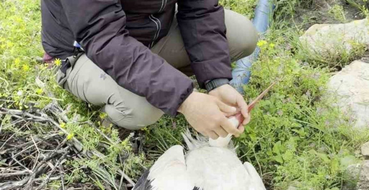 Hatay'da Yaralanan Leylek İçin İlk Yardım