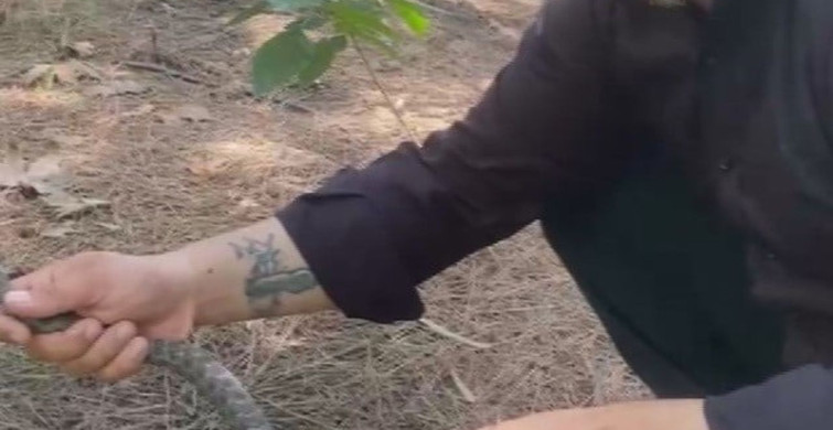 Hatay'da yılanı yakalayan Yılancı Kemal, doğaya saldı