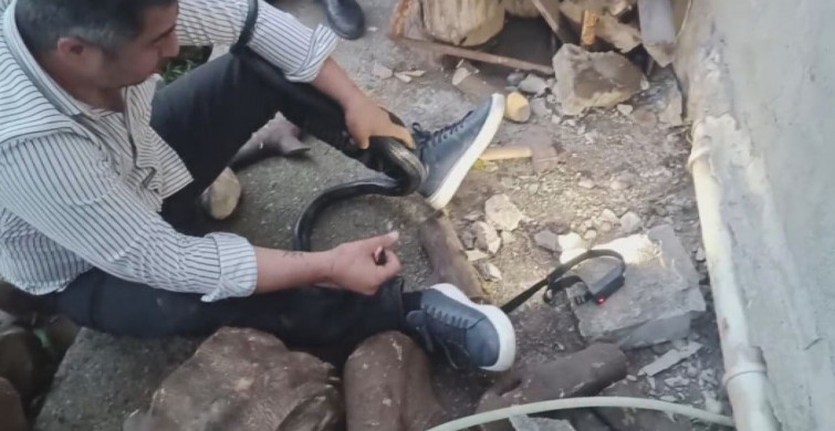 Hatay'da yılanları yakalayan 'Yılancı Kemal' sakinliğiyle dikkat çekti