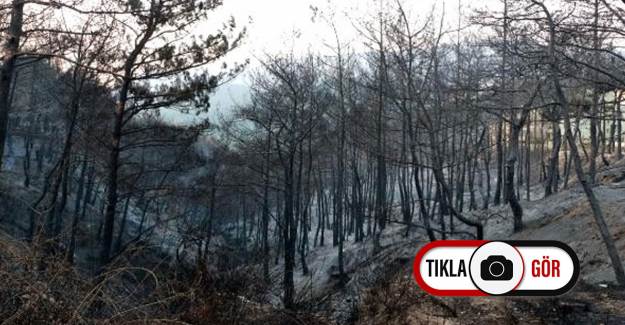 Hatay'ı Küle Çeviren Yangının Ardından Yürek Burkan Görüntüler