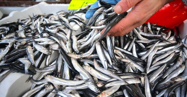 Hava Şartları Hamsi Fiyatlarını Olumsuz Etkiledi